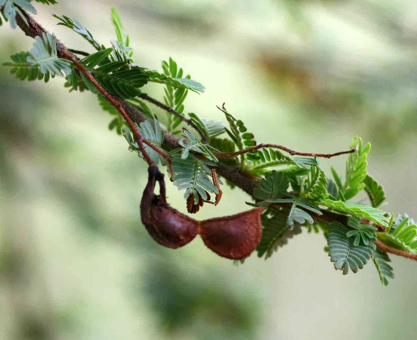 Image of <i>Aeschynomene schliebenii</i> Harms var. <i>mossambicensis</i> (Baker fil.) Verdc.