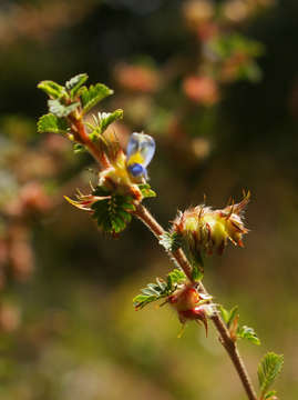 Sivun Kotschya strigosa (Benth.) Dewit & P. A. Duvign. kuva