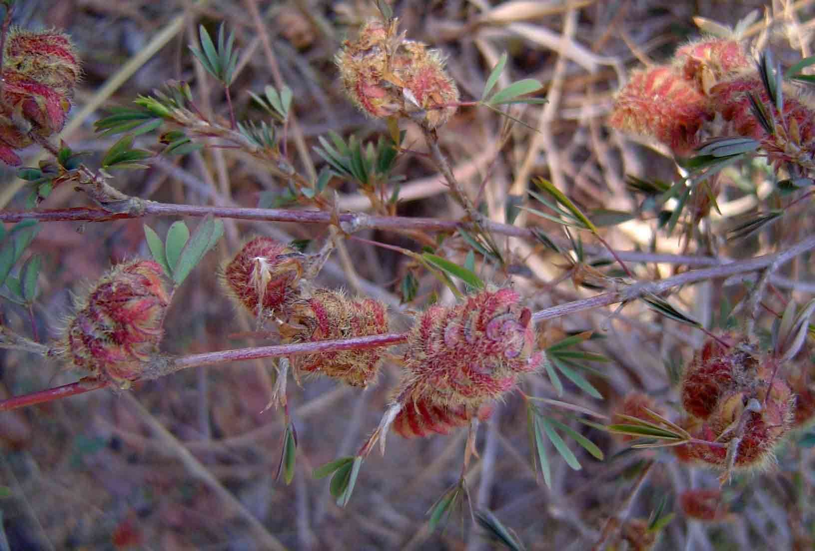 Image of <i>Kotschya <i>strobilantha</i></i> (Welw. ex Baker) Dewit & P. A. Duvign. var. strobilantha