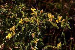 Image of Kotschya thymodora (Baker fil.) Wild