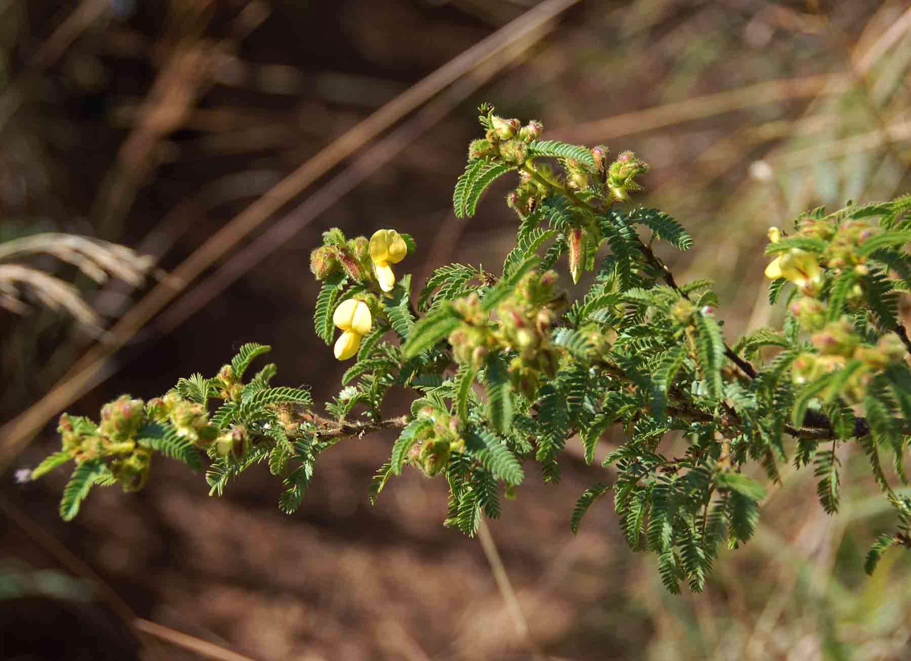 Image of Kotschya thymodora (Baker fil.) Wild