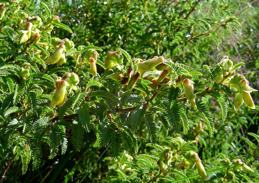 Image of Kotschya thymodora (Baker fil.) Wild