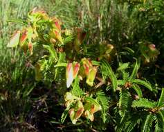 Image of Kotschya thymodora (Baker fil.) Wild