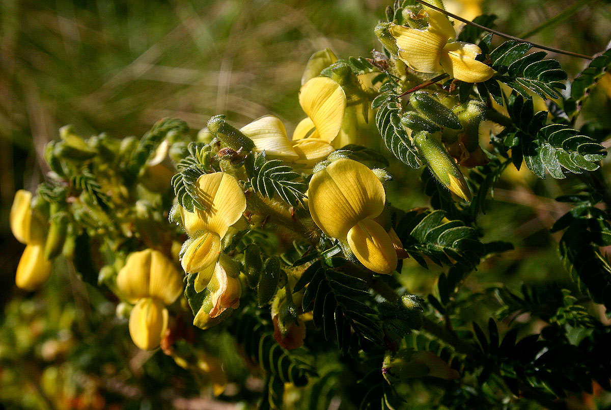 Image of Kotschya thymodora (Baker fil.) Wild