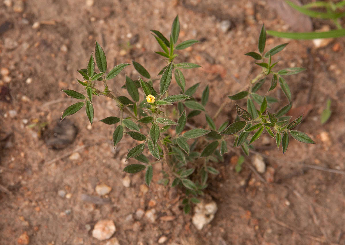 Image of pencilflower