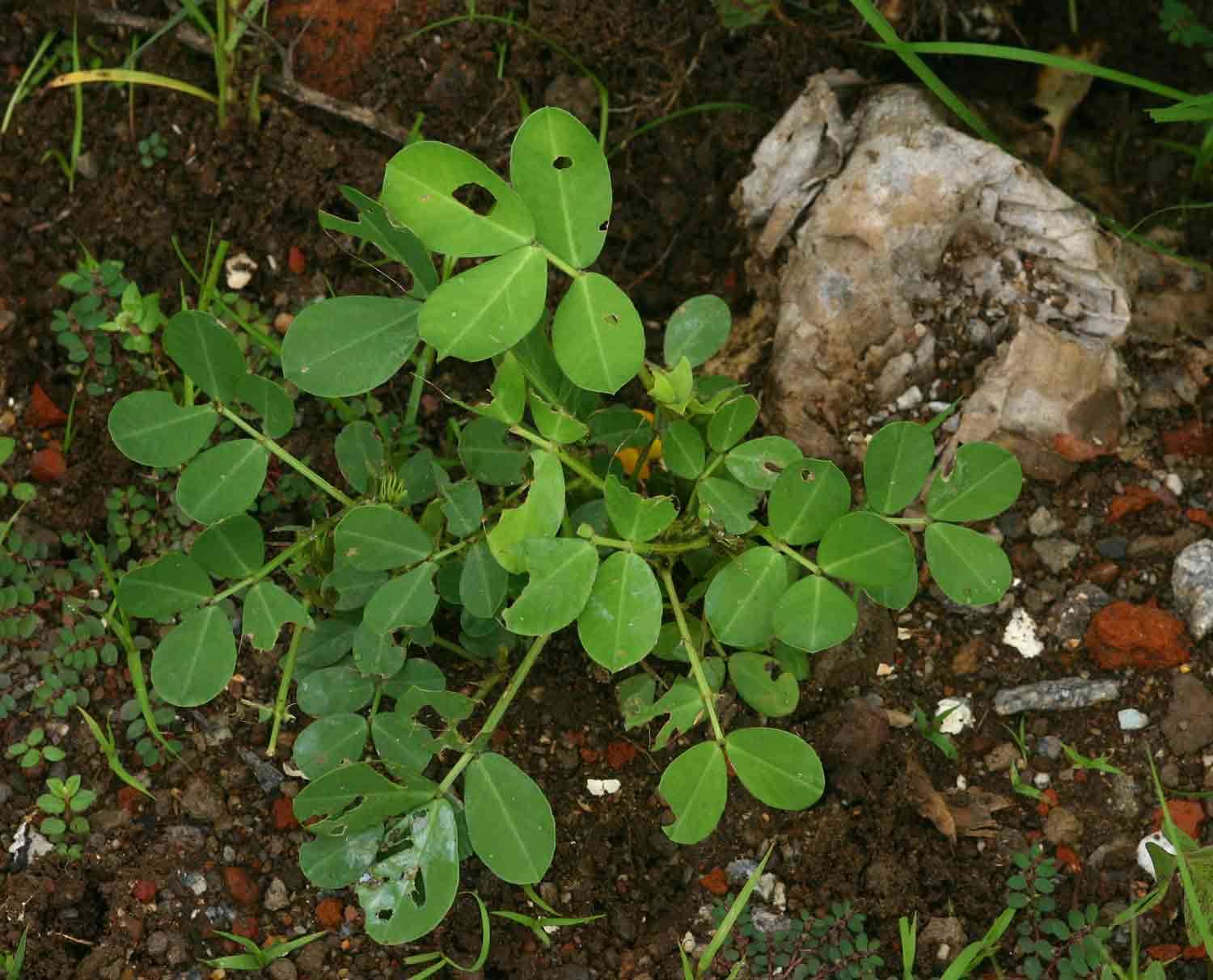 Image de Arachis