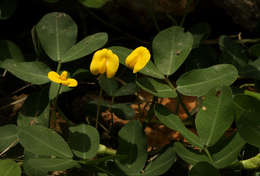 Image de Arachis