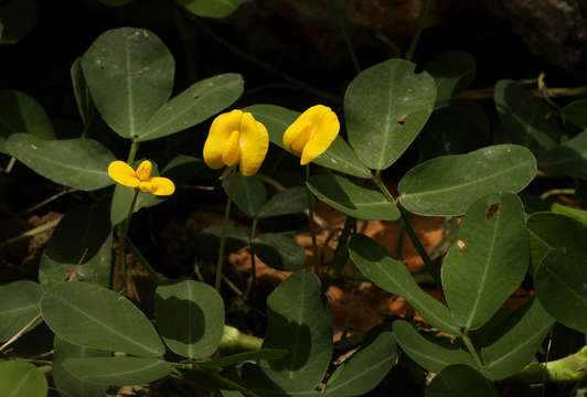 Plancia ëd Arachis