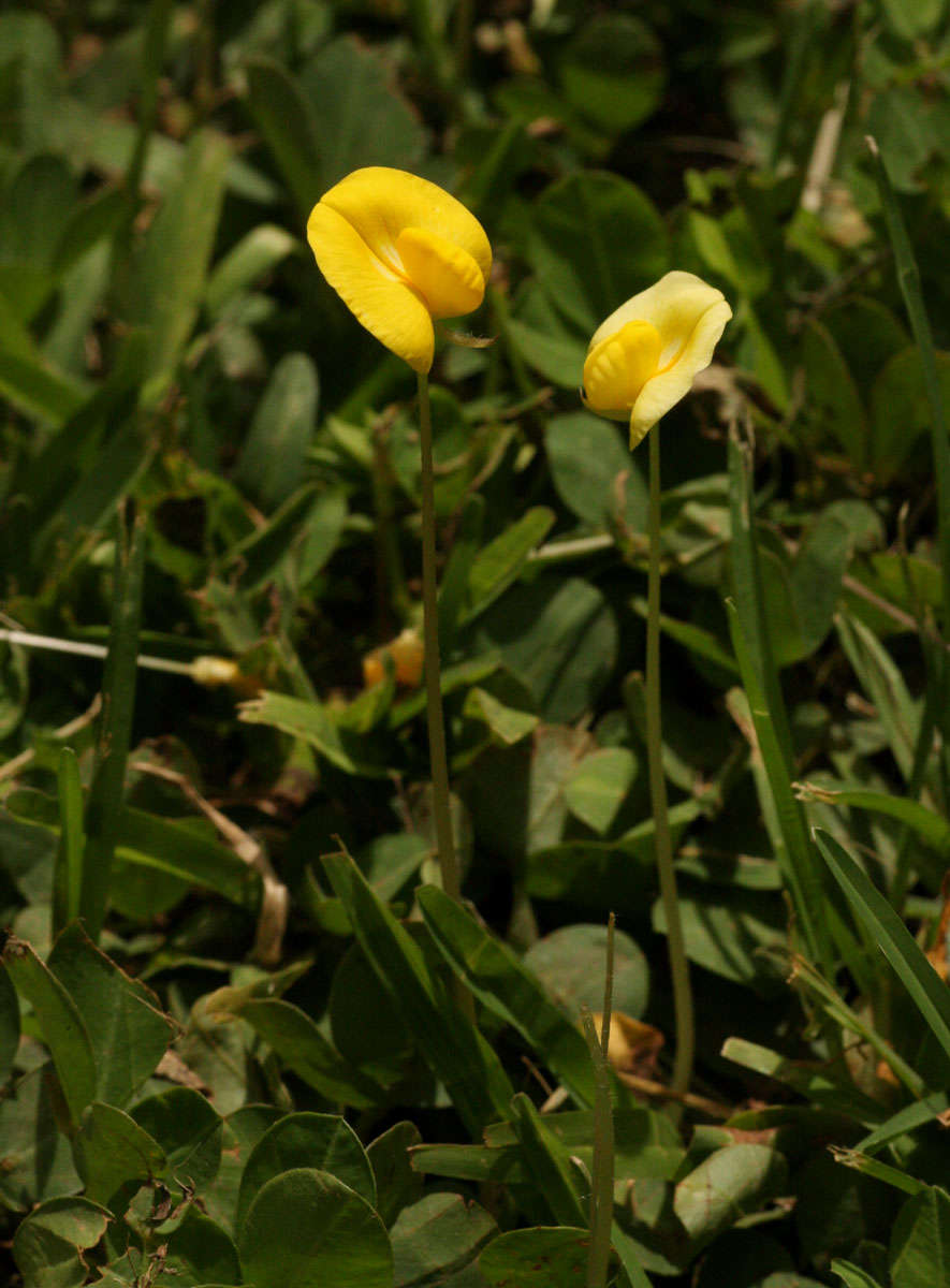 Image de Arachis