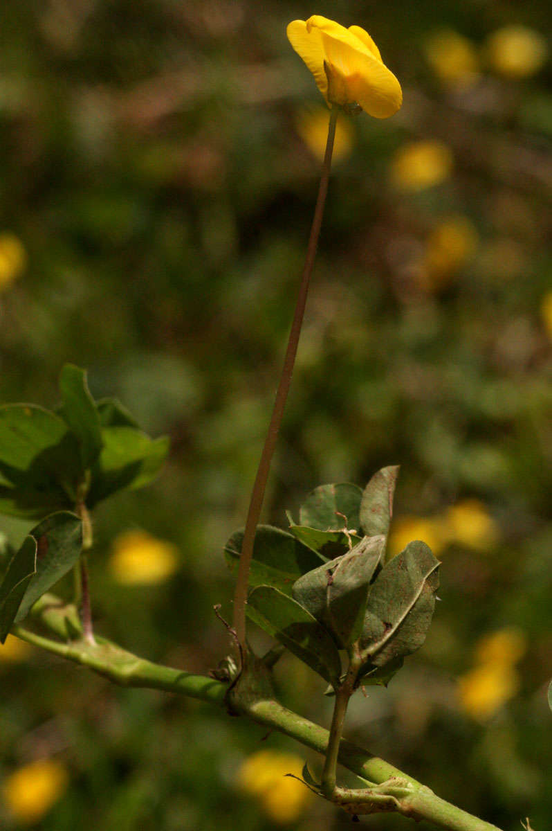 Image de Arachis