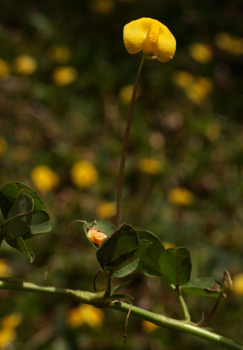 Image de Arachis