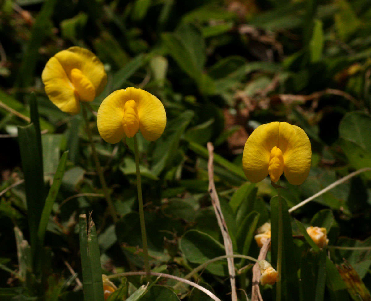 Image de Arachis