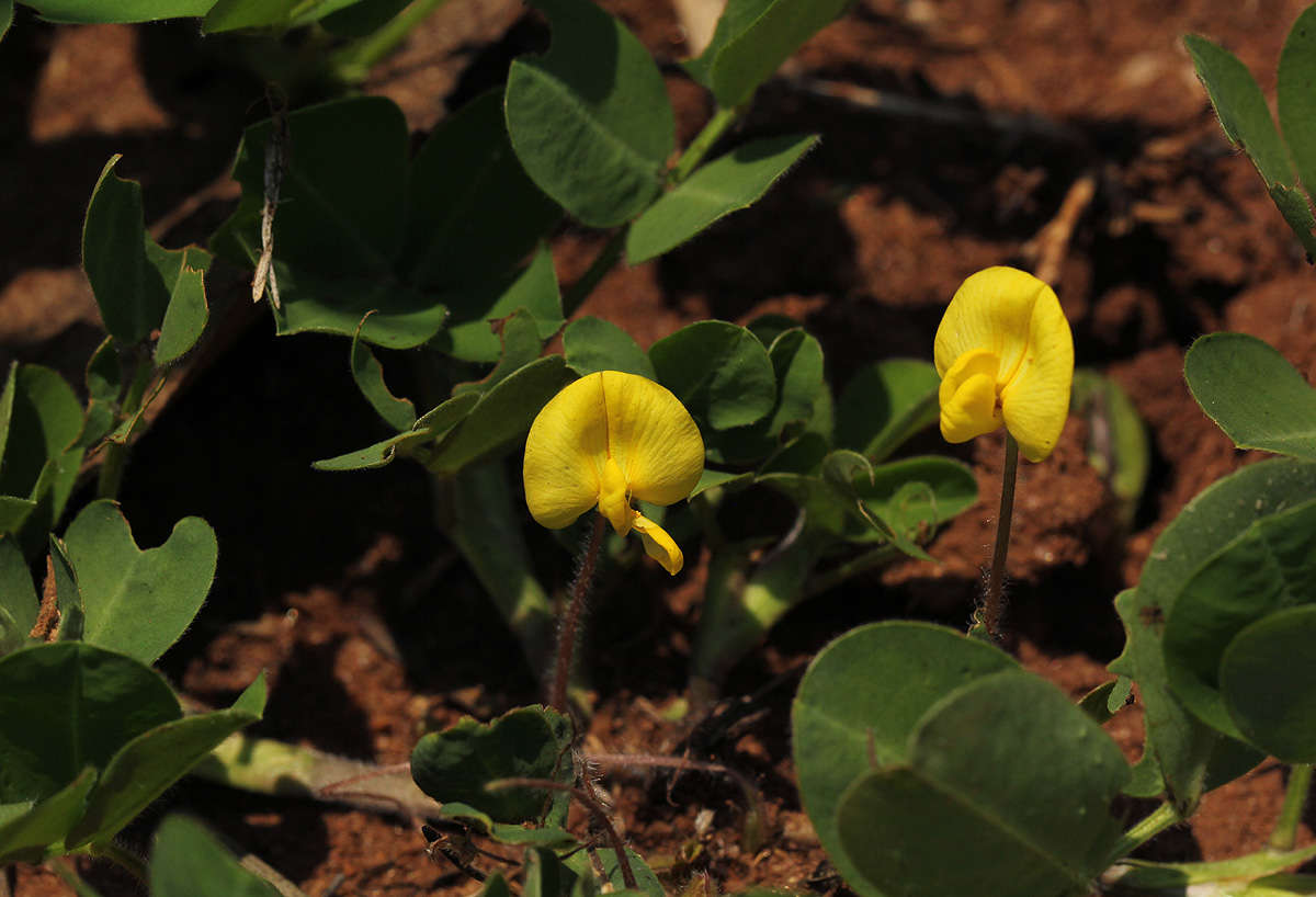 Image de Arachis