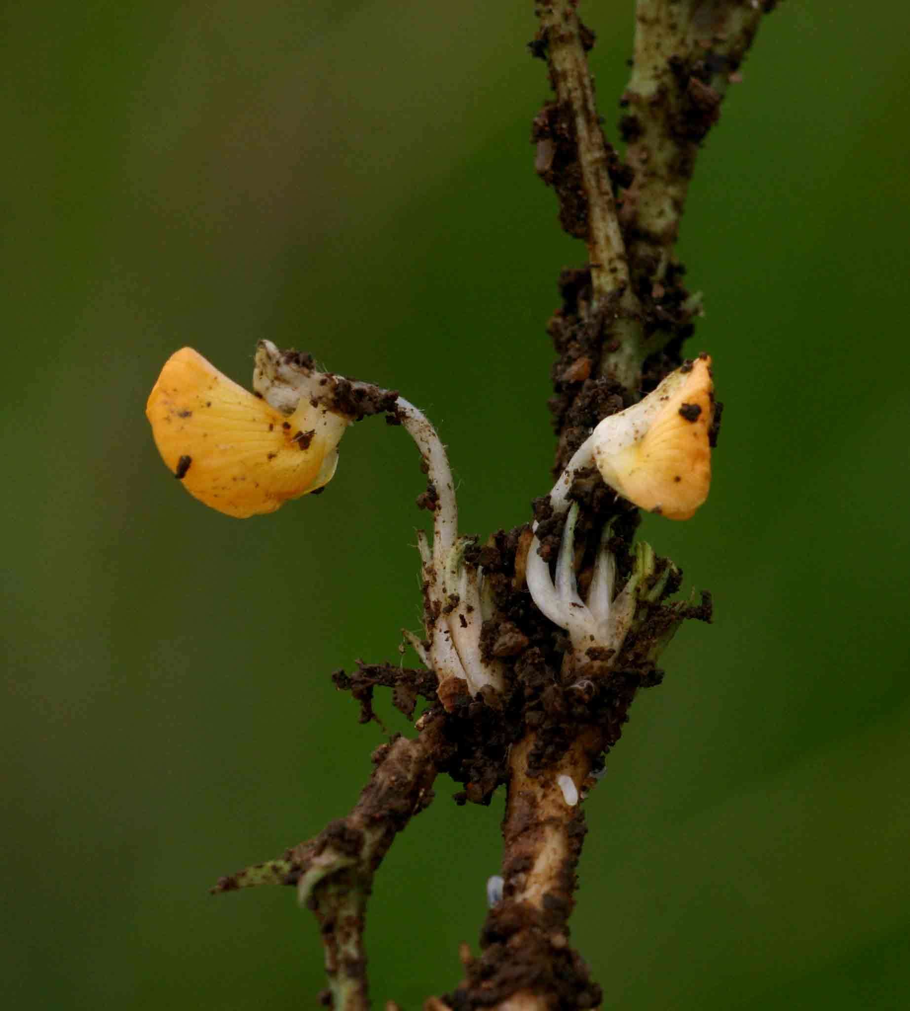 Image de Arachis