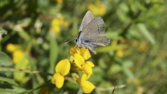 Image of small blue