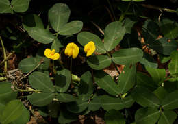 Image de Arachis