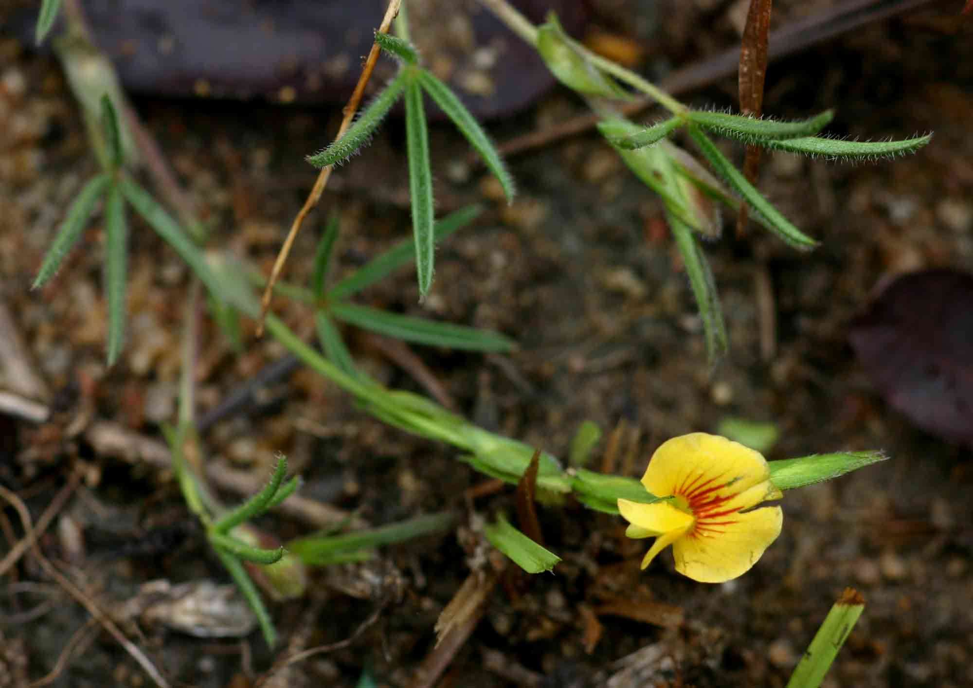 Image of Zornia milneana Mohlenbr.