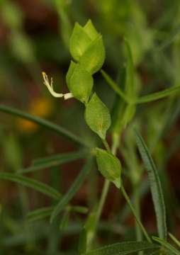 Image of Zornia milneana Mohlenbr.