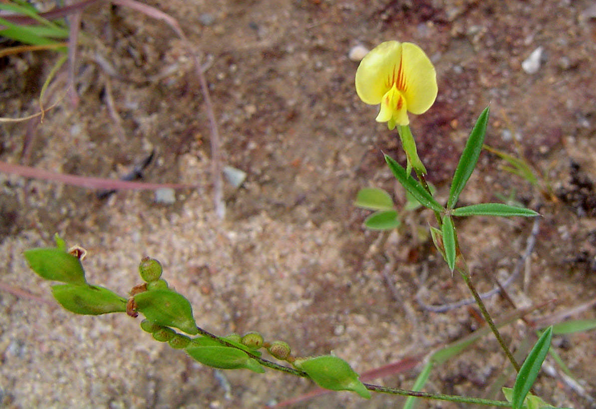 Image of Zornia milneana Mohlenbr.