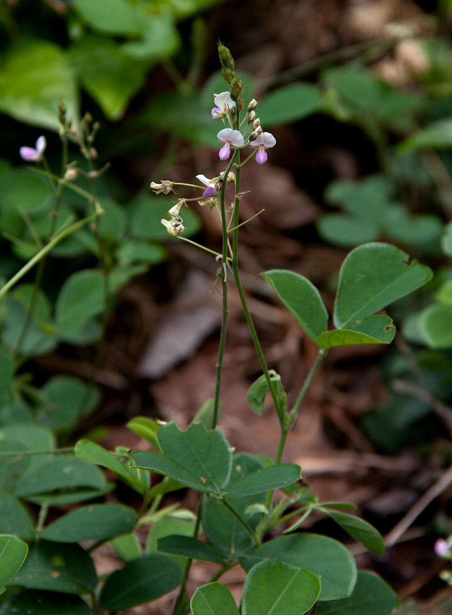 Image of ticktrefoil