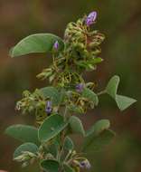 Image of ticktrefoil