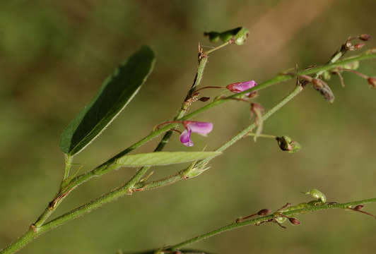 Image of ticktrefoil