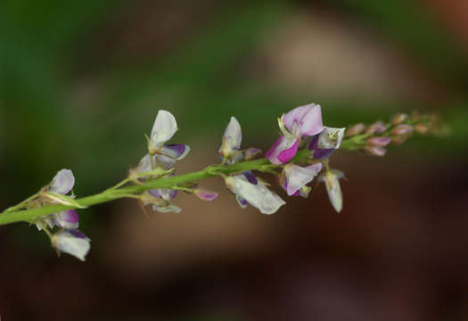 Image of ticktrefoil