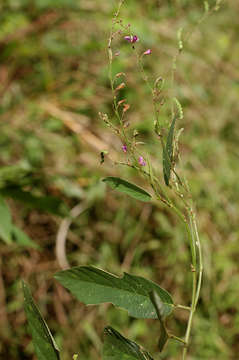 Image of ticktrefoil