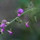 Image de Desmodium tortuosum (Sw.) DC.