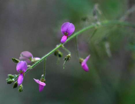 Image de Desmodium tortuosum (Sw.) DC.