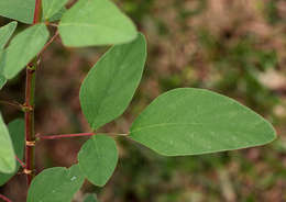 Image of dixie ticktrefoil