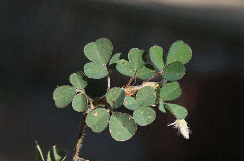 Image of Three-Flower Tick-Trefoil