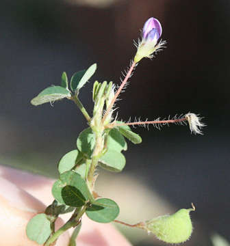 Слика од Desmodium triflorum (L.) DC.