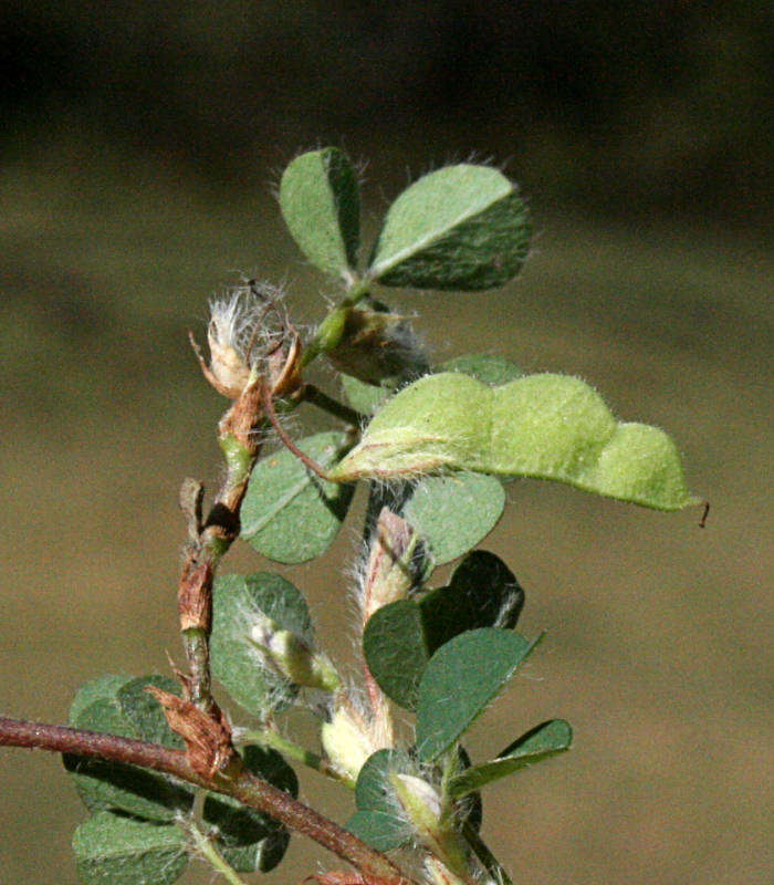Image of Three-Flower Tick-Trefoil