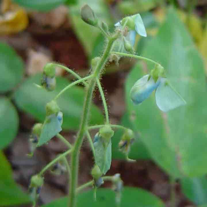 Image of Silverleaf Desmodium