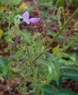 Image of Silverleaf Desmodium