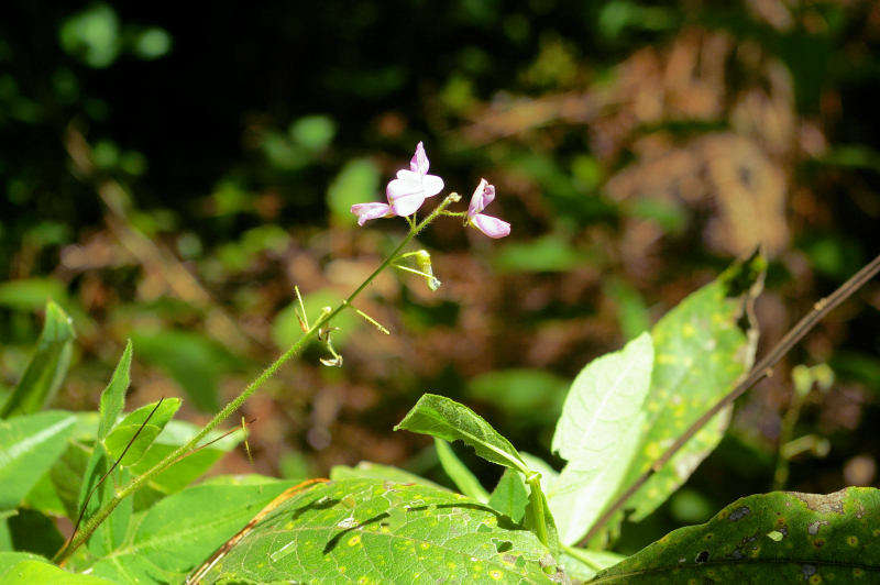 Image of Silverleaf Desmodium