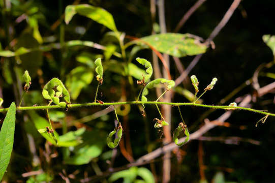 Image of Desmodium uncinatum (Jacq.) DC.