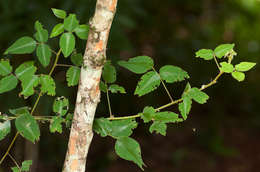 Image of Silverleaf Desmodium