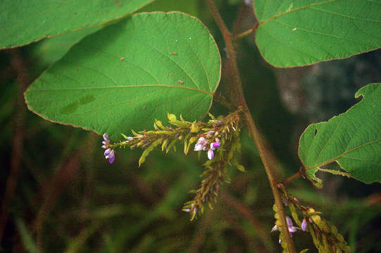 Image of Desmodium velutinum (Willd.) DC.