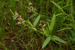 Image of white moneywort