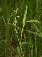 Image of white moneywort