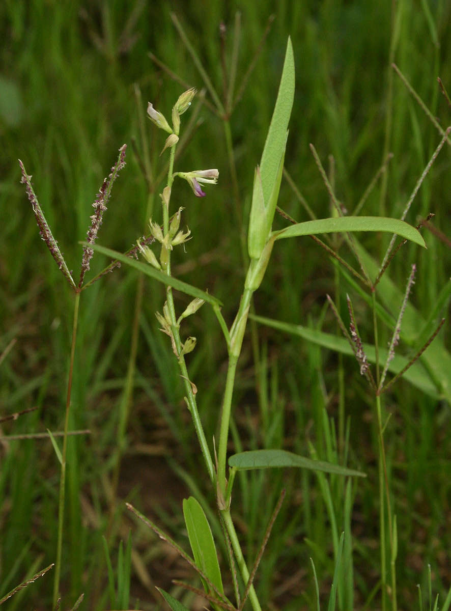 Image of white moneywort