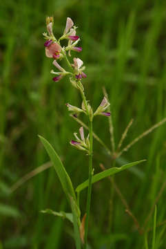 Plancia ëd Alysicarpus vaginalis (L.) DC.