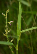 Image of white moneywort