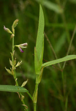 Plancia ëd Alysicarpus vaginalis (L.) DC.