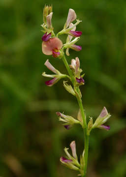 Image of white moneywort