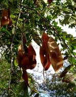 Image of Dalbergia arbutifolia Baker