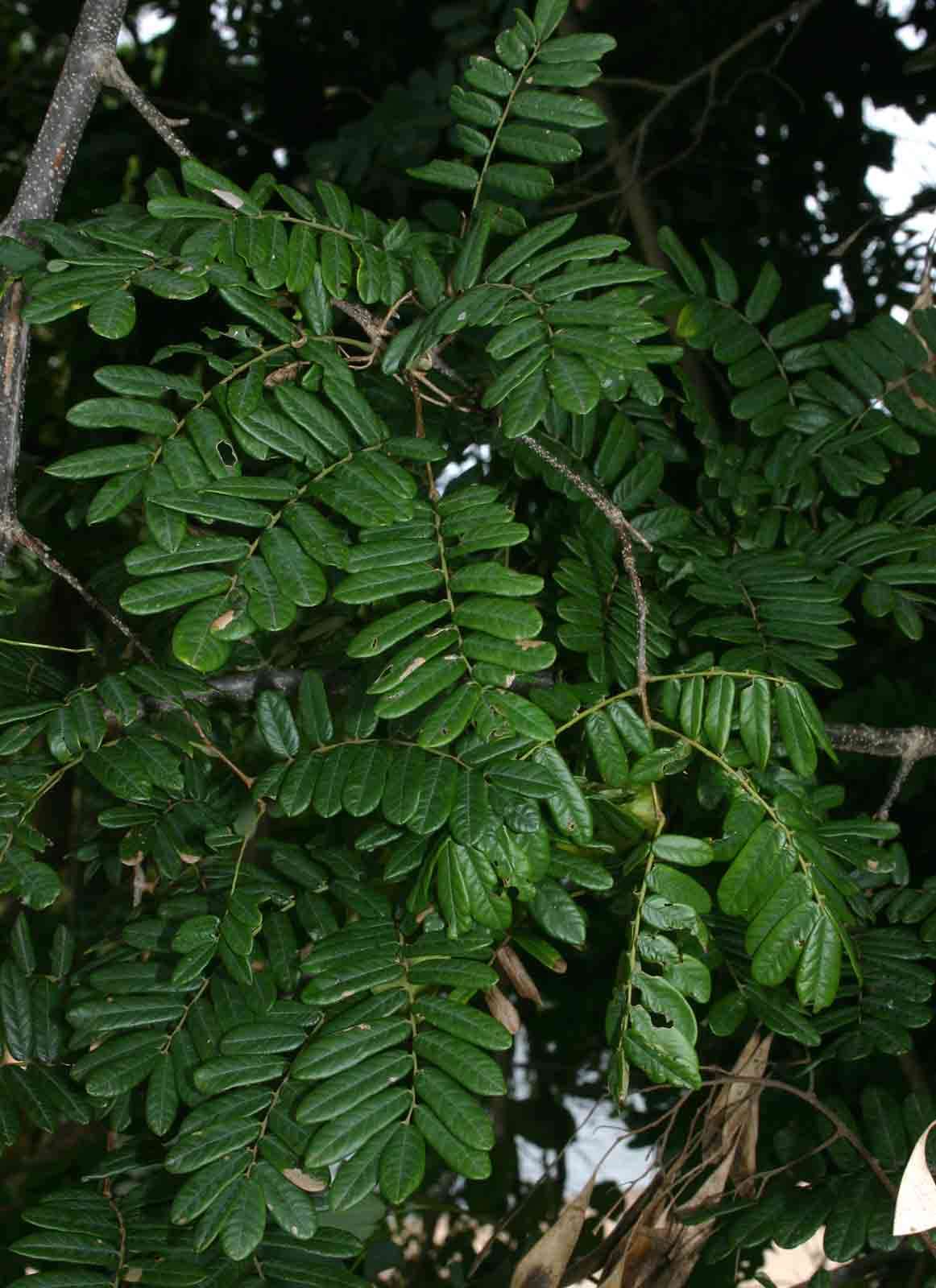 Image of Dalbergia arbutifolia Baker