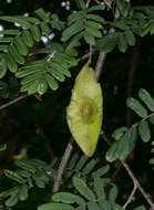 Image of Dalbergia arbutifolia Baker